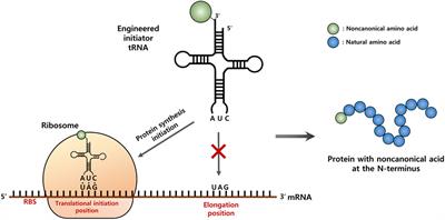 Towards Engineering an Orthogonal Protein Translation Initiation System